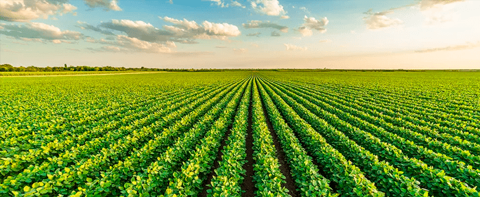 Cocatrel digitalizes its production: automation and SAP S/4HANA in the Dairy Industry